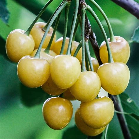 Gold Cherry LeoVegas